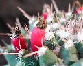 Mammillaria vallensis var. brevispina (1).jpg